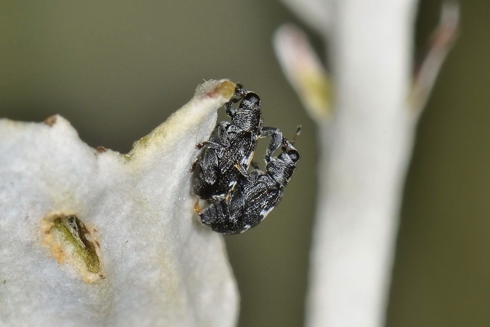 Tachyerges salicis 